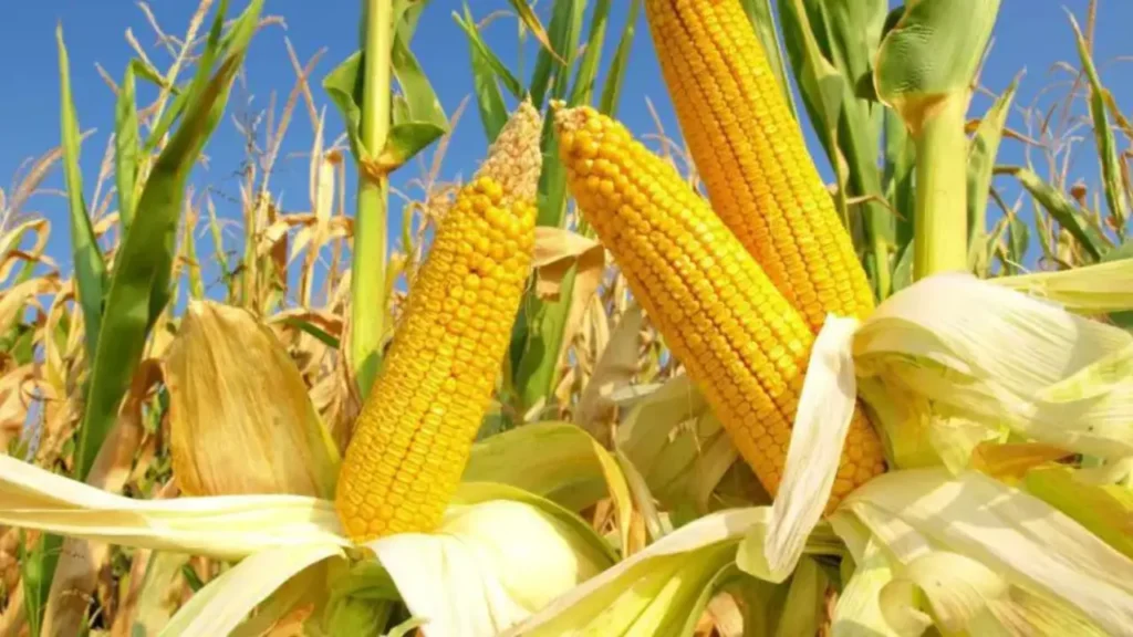 Wordplay Matters in Corn Talk Corn Puns